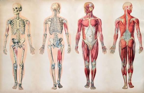 Anatomy & Embryology عام