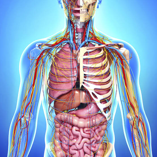 Anatomy& Embryology أهلية