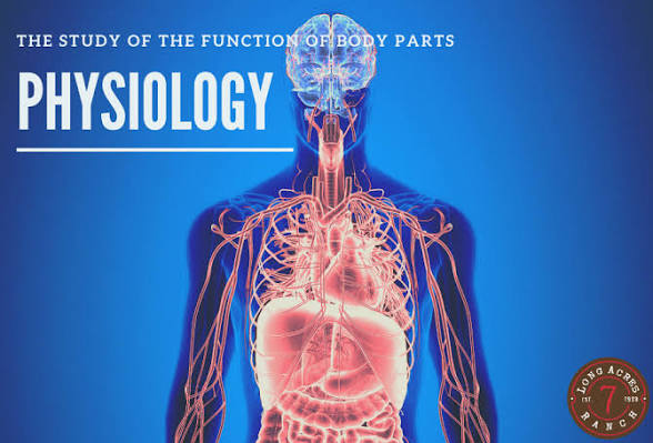 Physiology ahlya