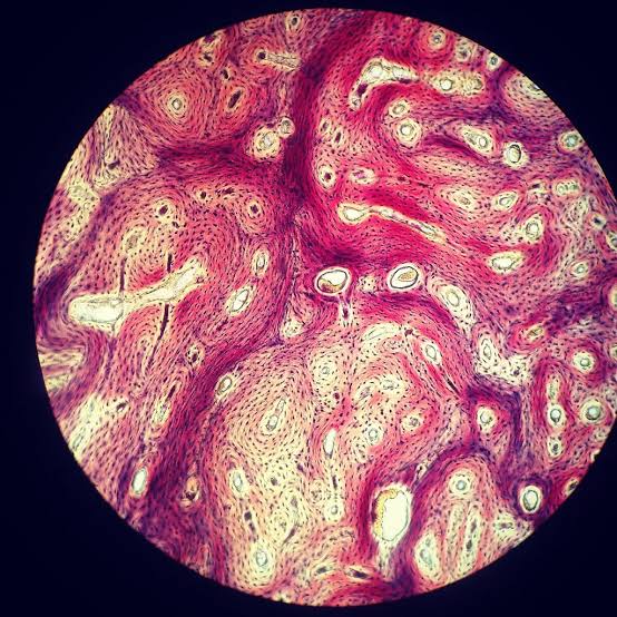 Histology ahlya